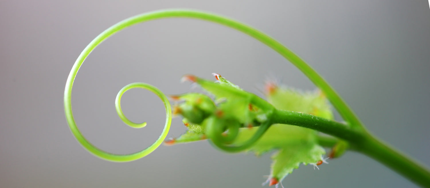 Tendril