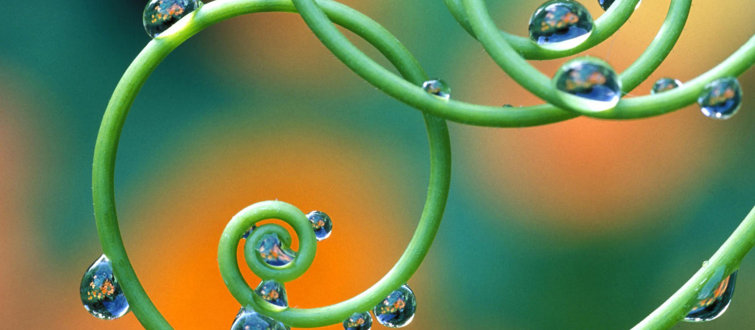 Dew Drop